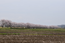 北向田の桜並木(４月９日）