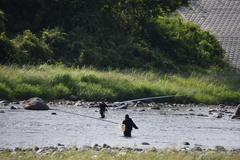 アユ釣り解禁