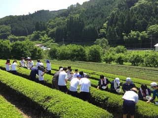 茶摘み体験