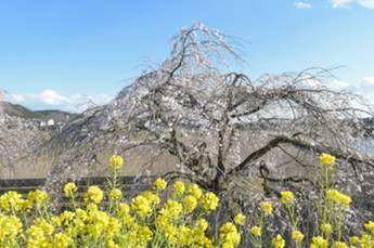 馬頭地内の青空の下、しだれ桜と菜の花が咲いている様子