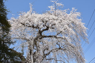 青空と高さ１２メートルの満開の桜を見上げています