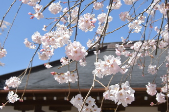 観音寺を背景に、目線の高さのしだれ桜を大きく写す