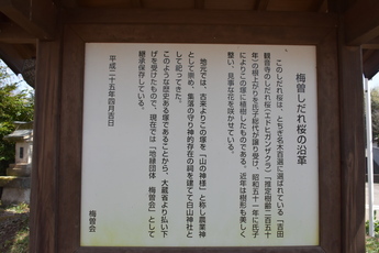 梅曽しだれ桜の沿革の表示板、吉田の観音寺の根上がりを譲り受けた
