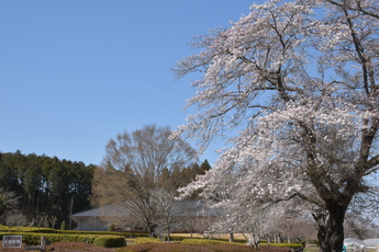 資料館の外観を背景に画面右に桜の木を写した様子