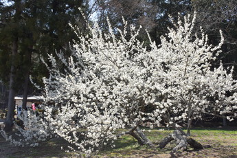 プラムの大きく白い花が満開、幹や枝が地面近く、花が間近に見える