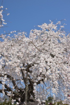 たくさんの垂れ下がる枝と桜の花の様子