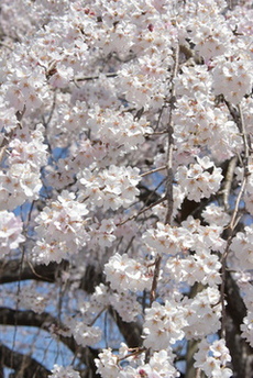 目線の高さの枝の、多くの桜が大きく写る様子