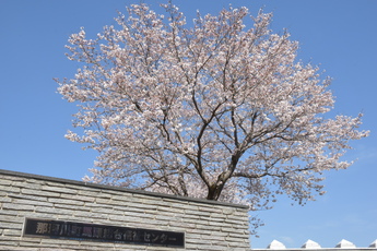 馬頭総合福祉センター入り口に咲く桜の様子