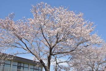 馬頭総合福祉センターの桜に近づいて写した様子