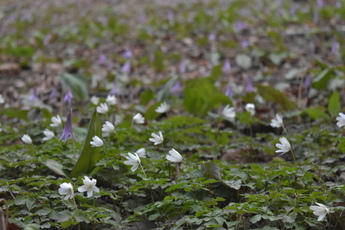 多数の白い小さな花が、カタクリと一緒に咲いている様子