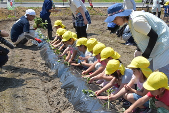 10人の園児が横一列に並び、苗を植えています