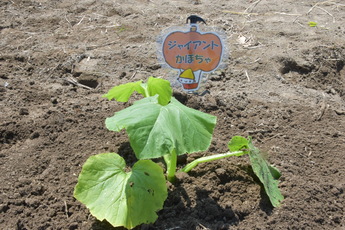 ジャイアントかぼちゃの名札の前に植えられた苗の様子
