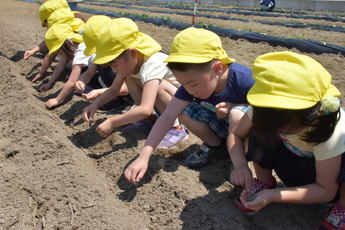 7人の園児が一列に並び、ヒマワリの種を蒔いています