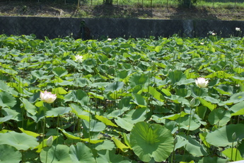 生い茂る葉の中に6輪の花が咲くハス池全体の様子