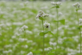 そばの花の中に２匹のてんとうむしが隠れている様子