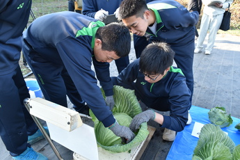 巨大キャベツを計測する馬頭高校生