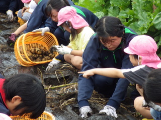 高校生と一緒にジャガイモを掘る園児たち