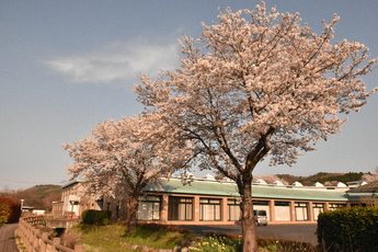 役場付近の桜2020