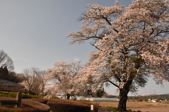 なす風土記の丘資料館の桜