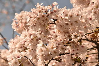 桜の写真２枚目