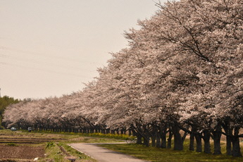 北向田地区の桜並木