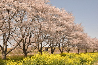 北向田地区の桜並木と菜の花