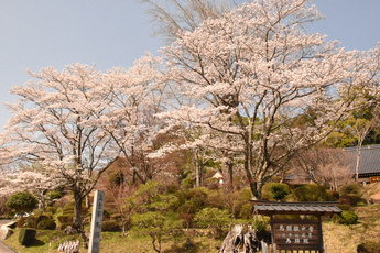 馬頭院の桜