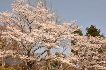 馬頭院の桜２枚目